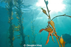 Hanging Out. A kelp crab mid-way up the water column on a... by Douglas Klug 